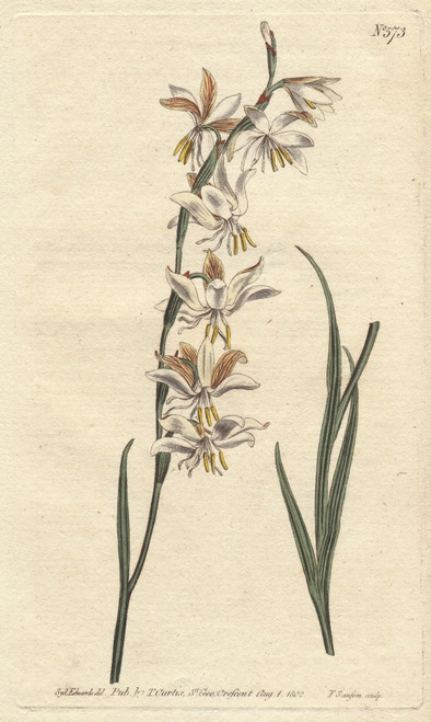 Nodding-Flowered Ixia With White  Orange Andà Poster Print By ® Florilegius / Mary Evans - Item # VARMEL10935095