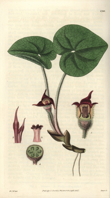 Asarum Canadense  Canadian Asarabaca Or Wild Ginger Poster Print By ® Florilegius / Mary Evans - Item # VARMEL10934917