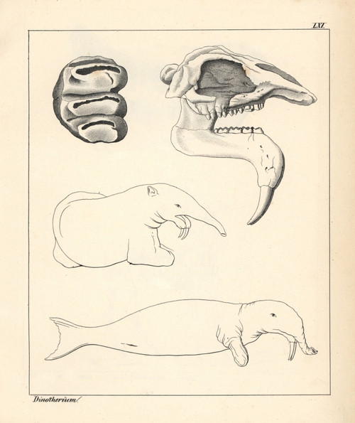 Skull  Tooth And Fanciful Illustration Of Aà Poster Print By ® Florilegius / Mary Evans - Item # VARMEL10941134