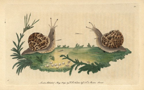 Garden Snail  Helix Aspersa Poster Print By ® Florilegius / Mary Evans - Item # VARMEL10940851