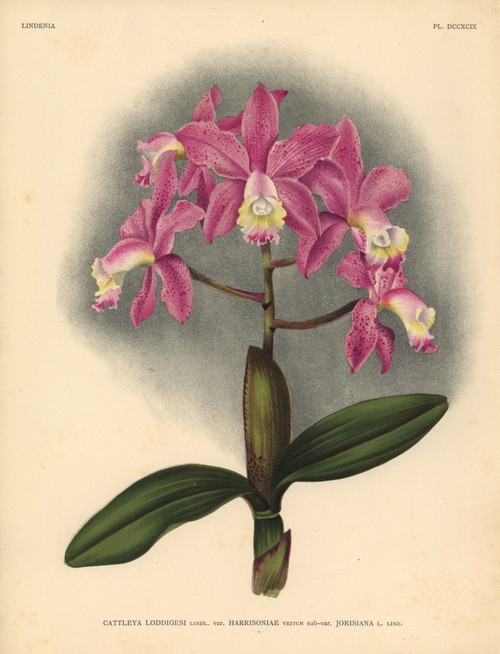 Harrisoniae Variety Of Cattleya Loddigesi  Lindl  Orchid Poster Print By ® Florilegius / Mary Evans - Item # VARMEL10939368