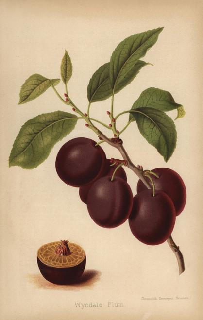 Wyedale Plum Cultivar  Prunus Domestica Poster Print By ® Florilegius / Mary Evans - Item # VARMEL10936672