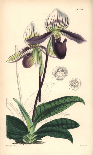 Bearded Ladies' Slipper Orchid  Cypripedium Barbatum Poster Print By ® Florilegius / Mary Evans - Item # VARMEL10935048
