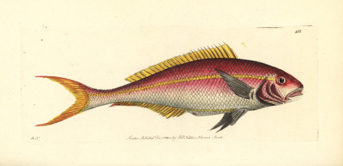 Yellowtail Snapper  Ocyurus Chrysurus Poster Print By ® Florilegius / Mary Evans - Item # VARMEL10940674
