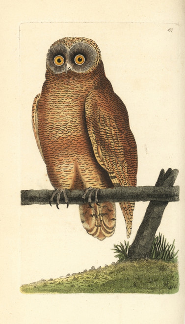 Cayenne Owl  Strix Cayana Poster Print By ® Florilegius / Mary Evans - Item # VARMEL10940693