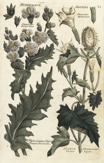 Henbane  Hyosicamus Niger  And Thorn Appleà Poster Print By ® Florilegius / Mary Evans - Item # VARMEL10935979