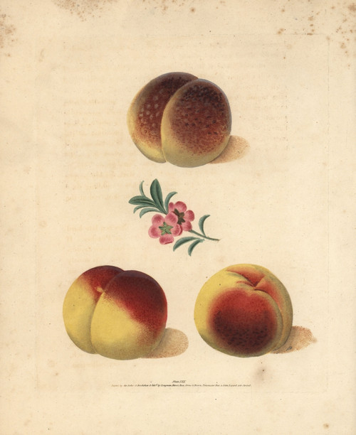 Peach Varieties  Prunus Persica Poster Print By ® Florilegius / Mary Evans - Item # VARMEL10935692