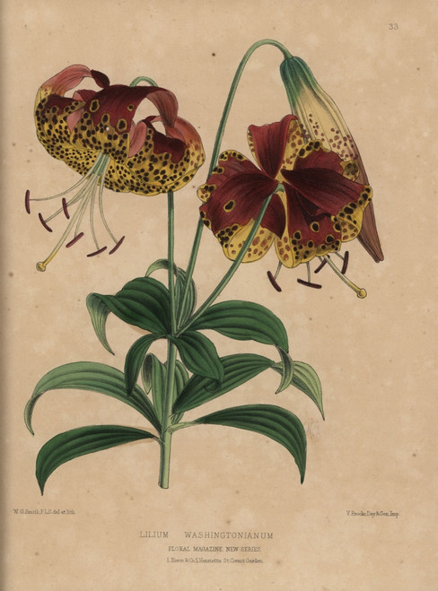 Crimson And Yellow Lily  Lilium Washingtonianum Poster Print By ® Florilegius / Mary Evans - Item # VARMEL10936813