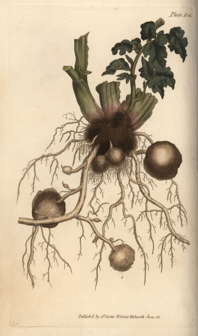 Roots And Tubers Of The Potato Plant Solanum Tuberosum Poster Print By ® Florilegius / Mary Evans - Item # VARMEL10936062