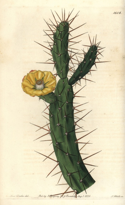 Tiger Pear  Opuntia Aurantiaca Poster Print By ® Florilegius / Mary Evans - Item # VARMEL10940103
