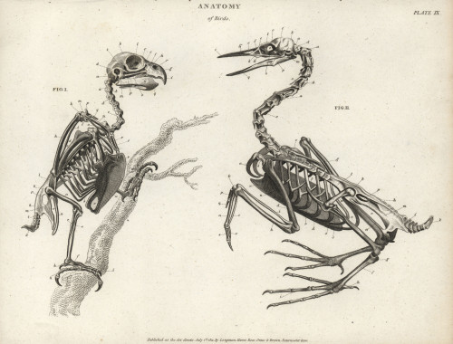 Anatomy Of Birds: Skeleton Poster Print By ® Florilegius / Mary Evans - Item # VARMEL10935499