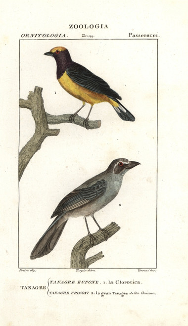 Purple-Throated Euphonia  Euphonia Chloroticaà Poster Print By ® Florilegius / Mary Evans - Item # VARMEL10936094