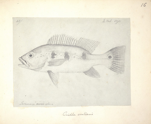 Cichla Ocellaris Poster Print By Mary Evans / Natural History Museum - Item # VARMEL10987515