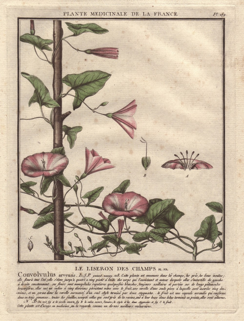 Field Bindweed  Convolvulus Arvensis Poster Print By ® Florilegius / Mary Evans - Item # VARMEL10935830