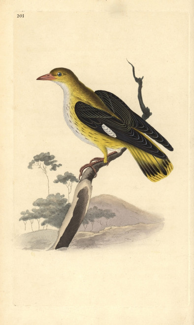 Golden Oriole  Oriolus Oriolus Poster Print By ® Florilegius / Mary Evans - Item # VARMEL10936318