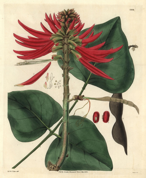 Naked-Flowering Coral-Tree  Erythrina Poianthesà Poster Print By ® Florilegius / Mary Evans - Item # VARMEL10934988 Naked-Flowering Coral-Tree  Erythrina Poianthesà Poster Print By ® Florilegius / Mary Evans - Item # VARMEL10934988