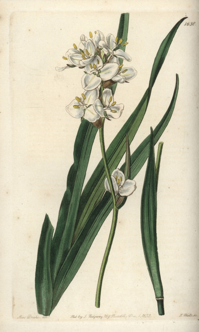 Snowy Mermaid  Libertia Chilensis Poster Print By ® Florilegius / Mary Evans - Item # VARMEL10940121
