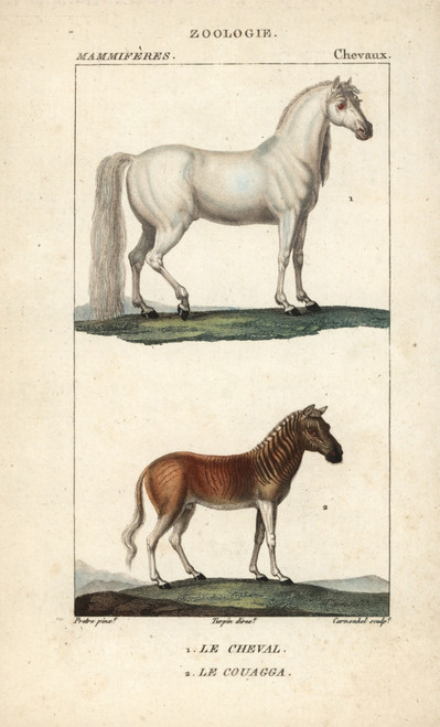 Horse  Equus Ferus Caballus  And Extinct Quaggaà Poster Print By ® Florilegius / Mary Evans - Item # VARMEL10939018