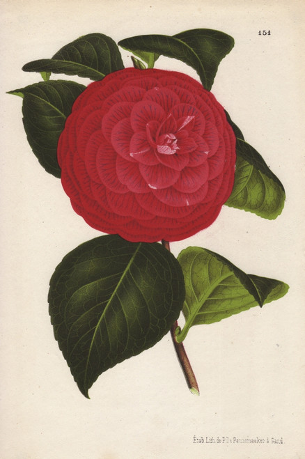 Crimson Camellia Hybrid  Marchesa Davia  Thea Japonica Poster Print By ® Florilegius / Mary Evans - Item # VARMEL10938666