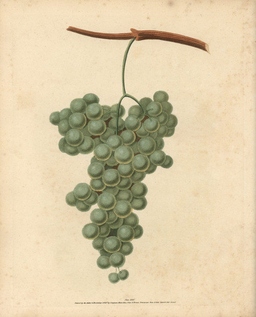 White Frontiniac Grape  Vitis Vinifera Poster Print By ® Florilegius / Mary Evans - Item # VARMEL10935699