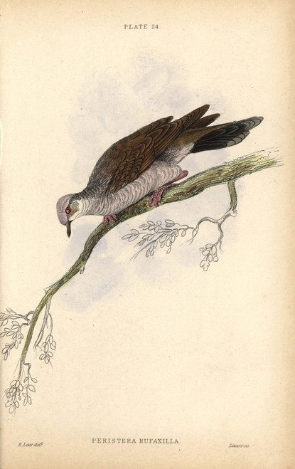 Gray-Fronted Dove  Leptotila Rufaxilla  Nativeà Poster Print By ® Florilegius / Mary Evans - Item # VARMEL10938867