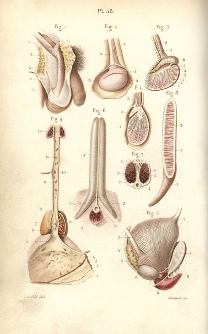 Male Sex Organs: Penis  Testes And Scrotum Poster Print By ® Florilegius / Mary Evans - Item # VARMEL10939610