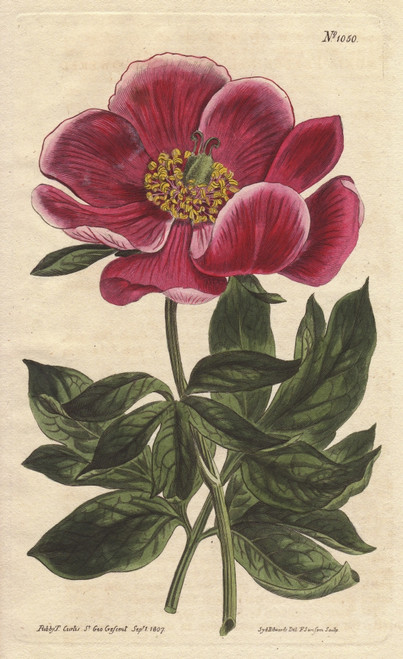 Crimson-Flowered Peony  A Native Of The Levantà Poster Print By ® Florilegius / Mary Evans - Item # VARMEL10934818