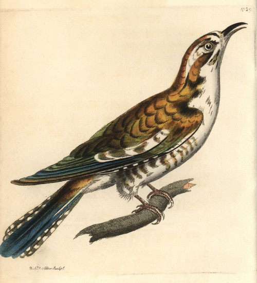 Northern Flicker  Colaptes Auratus Poster Print By ® Florilegius / Mary Evans - Item # VARMEL10940577