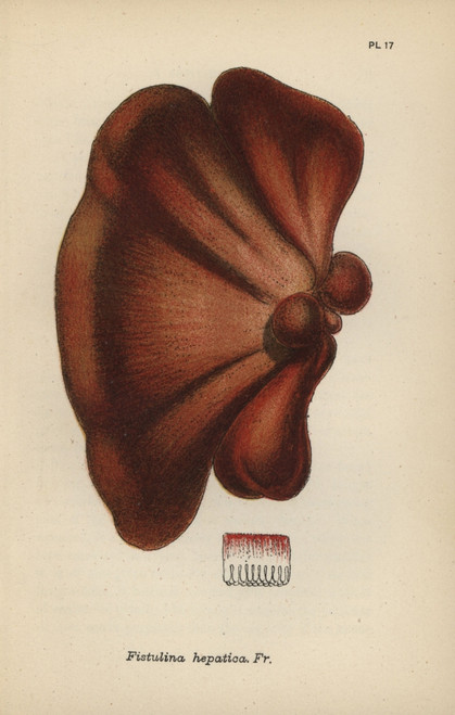 Oak Tongue  Fistulina Hepatica Poster Print By ® Florilegius / Mary Evans - Item # VARMEL10935597