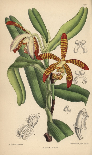 Arachnanthe Clarkei  Striped Orchid Of Theà Poster Print By ® Florilegius / Mary Evans - Item # VARMEL10935152