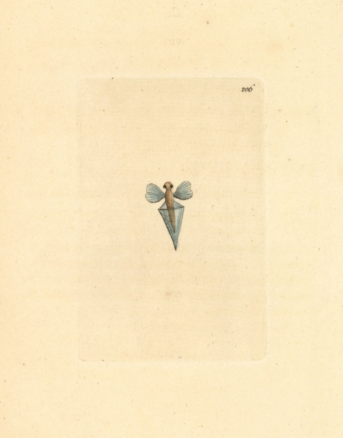 Sea Butterfly  Clio Pyramidata Poster Print By ® Florilegius / Mary Evans - Item # VARMEL10940330