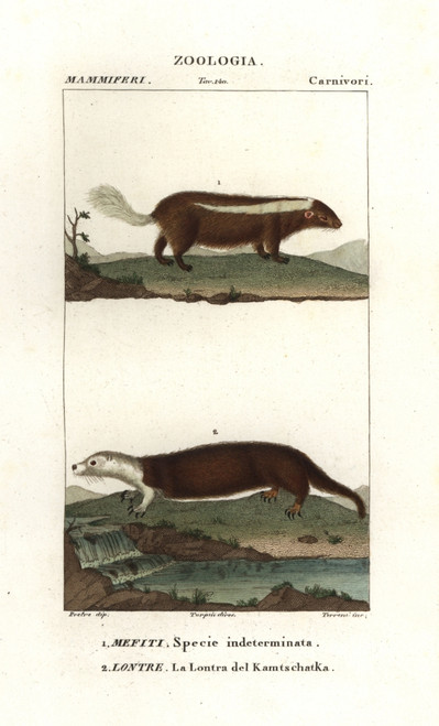 Skunk Species  Mephitis Mephitis?  And Seaà Poster Print By ® Florilegius / Mary Evans - Item # VARMEL10936104