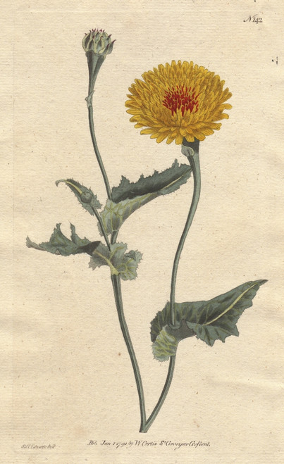 Poppy-Leaved Viper'S Grass  Native Of Tangierà Poster Print By ® Florilegius / Mary Evans - Item # VARMEL10934844