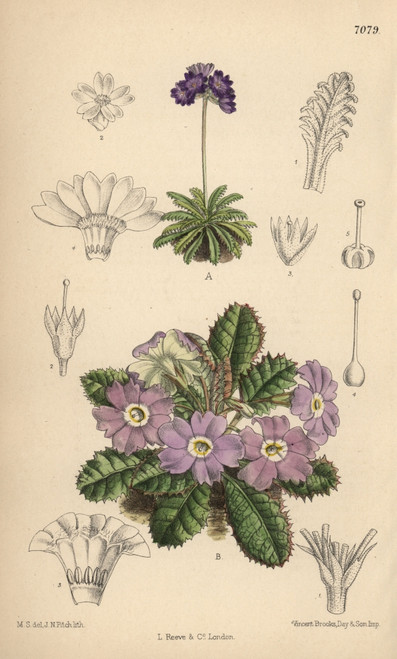 Primula Pusilla And Primula Petiolaris Varà Poster Print By ® Florilegius / Mary Evans - Item # VARMEL10935154 Primula Pusilla And Primula Petiolaris Varà Poster Print By ® Florilegius / Mary Evans - Item # VARMEL10935154