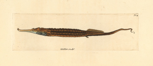 Alligator Pipefish  Syngnathoides Biaculeatus Poster Print By ® Florilegius / Mary Evans - Item # VARMEL10940738