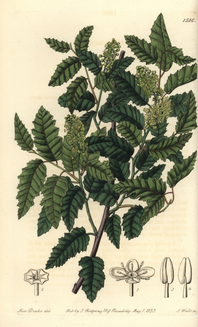 Schinus Latifolia Tree Poster Print By ® Florilegius / Mary Evans - Item # VARMEL10940083