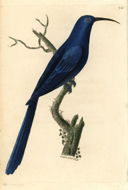 Promerops Caeruleus  Blue Promerops Poster Print By ® Florilegius / Mary Evans - Item # VARMEL10940548