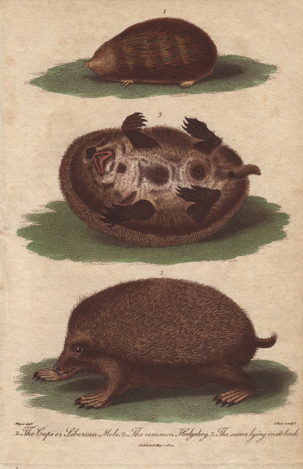 Cape Or Siberian Mole And Common Hedgehogà Poster Print By ® Florilegius / Mary Evans - Item # VARMEL10941200