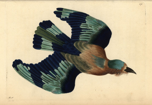 Indian Roller  Coracias Benghalensis Poster Print By ® Florilegius / Mary Evans - Item # VARMEL10940398
