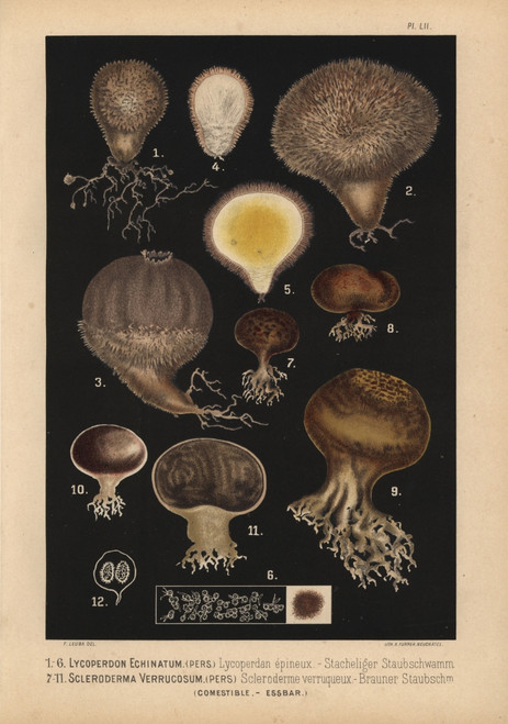 Spiny Puffball  Lycoperdon Echinatum  And Earthballà Poster Print By ® Florilegius / Mary Evans - Item # VARMEL10939335