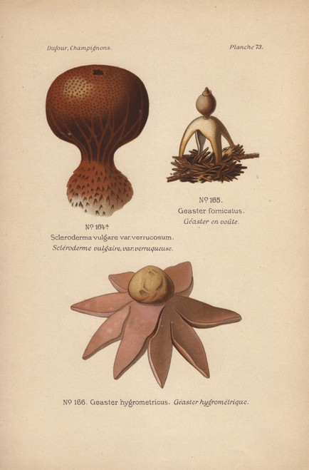 Earthball  Scleroderma Vulgare Var Verrucosumà Poster Print By ® Florilegius / Mary Evans - Item # VARMEL10936434