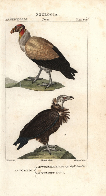 King Vulture  Sarcoramphus Papa  And Griffonà Poster Print By ® Florilegius / Mary Evans - Item # VARMEL10936108