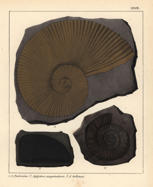 Extinct Fossil Gastropods: Ammonites Fimbriatusà Poster Print By ® Florilegius / Mary Evans - Item # VARMEL10941105