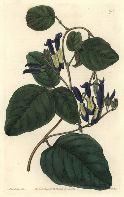 Black Coral Pea  Caulinia Nigricans Poster Print By ® Florilegius / Mary Evans - Item # VARMEL10935245