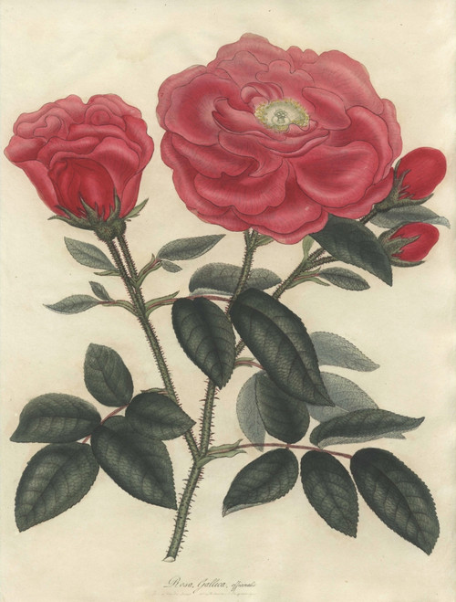 Scarlet French Rose  Rosa Gallica Officinalis Poster Print By ® Florilegius / Mary Evans - Item # VARMEL10934457