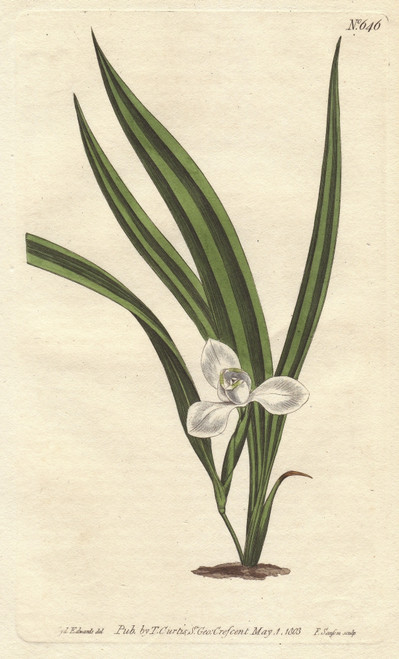 Marsh Marica With Small White Flowers And Narrowà Poster Print By ® Florilegius / Mary Evans - Item # VARMEL10935103