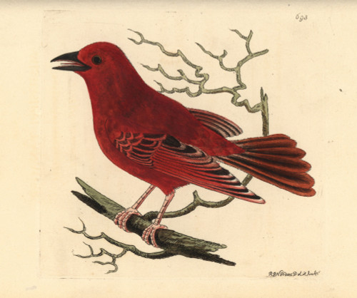 Summer Tanager  Piranga Rubra Poster Print By ® Florilegius / Mary Evans - Item # VARMEL10940717