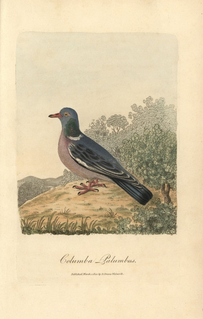Wood Pigeon  Columba Palumbus Poster Print By ® Florilegius / Mary Evans - Item # VARMEL10937412