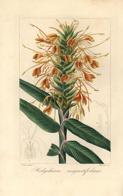Narrowleaf Ginger  Hedychium Angustifolium Poster Print By ® Florilegius / Mary Evans - Item # VARMEL10934658
