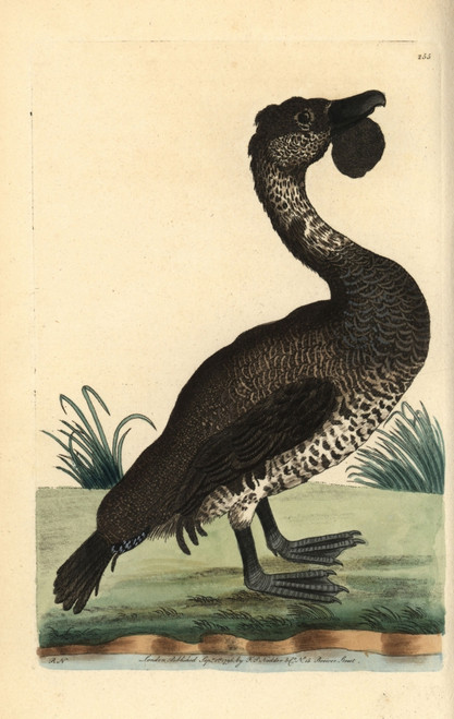 Musk Duck  Biziura Lobata Poster Print By ® Florilegius / Mary Evans - Item # VARMEL10940380